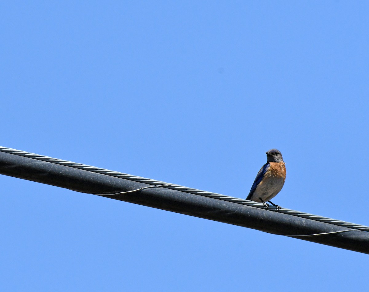 Western Bluebird - ML638307199