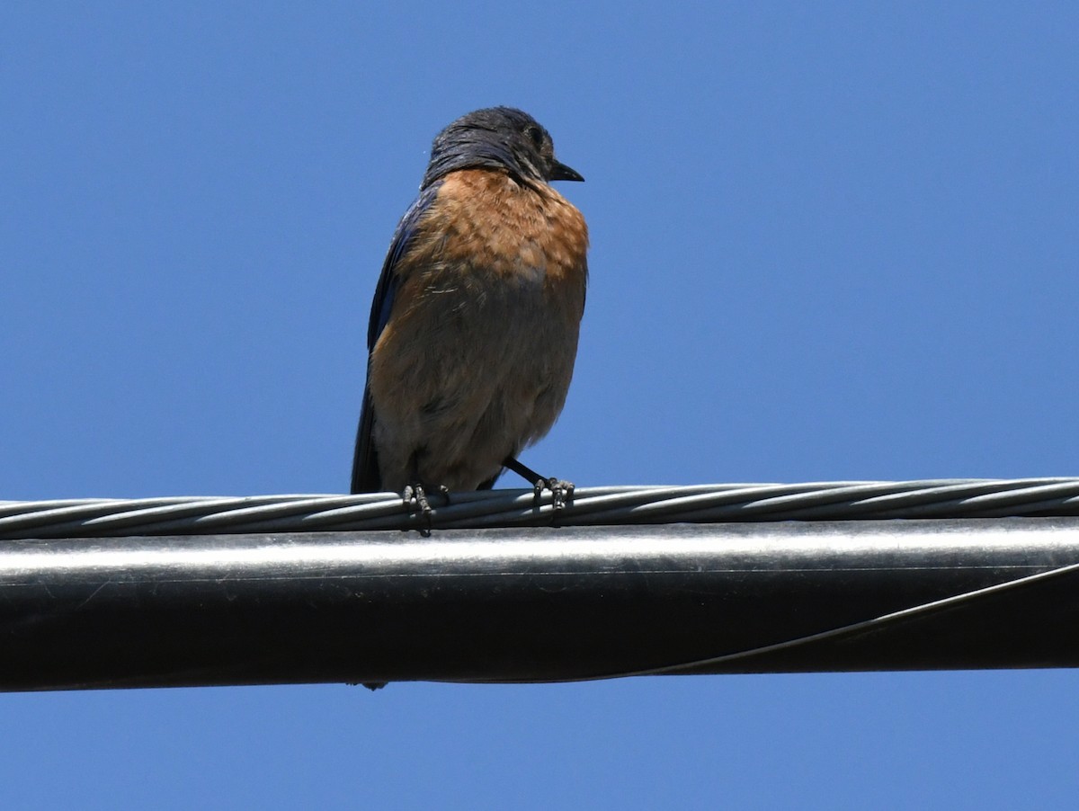 Western Bluebird - ML638307213