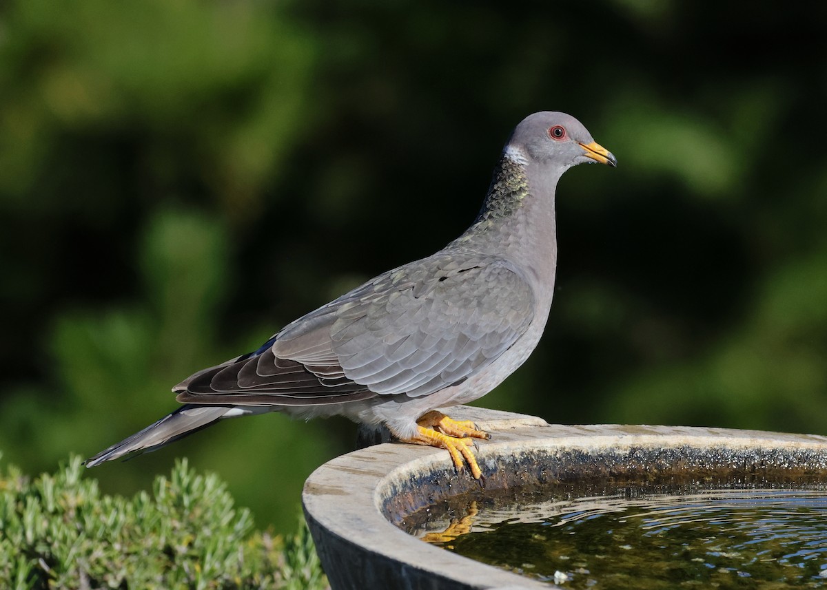 Band-tailed Pigeon (Northern) - ML638307214