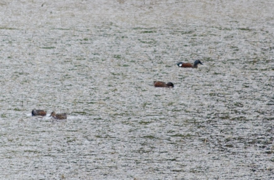 Australasian Shoveler - ML638307218