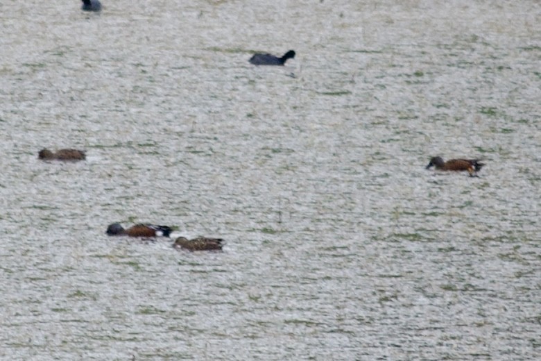 Australasian Shoveler - ML638307219