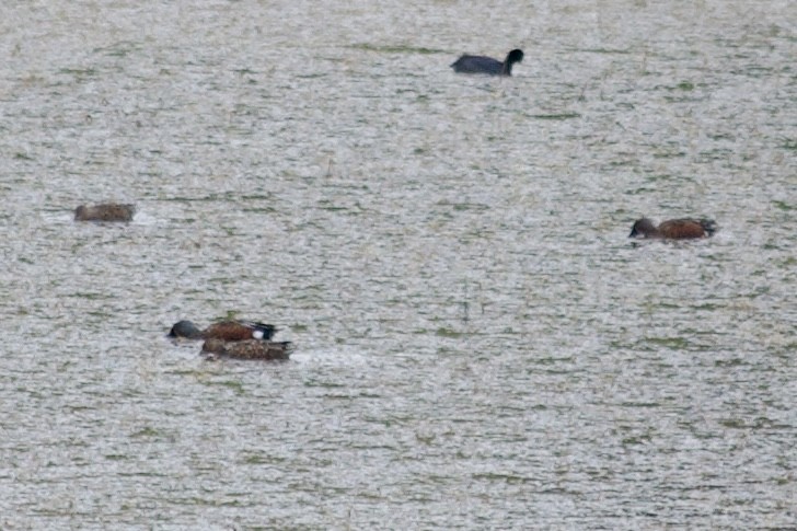Australasian Shoveler - ML638307220