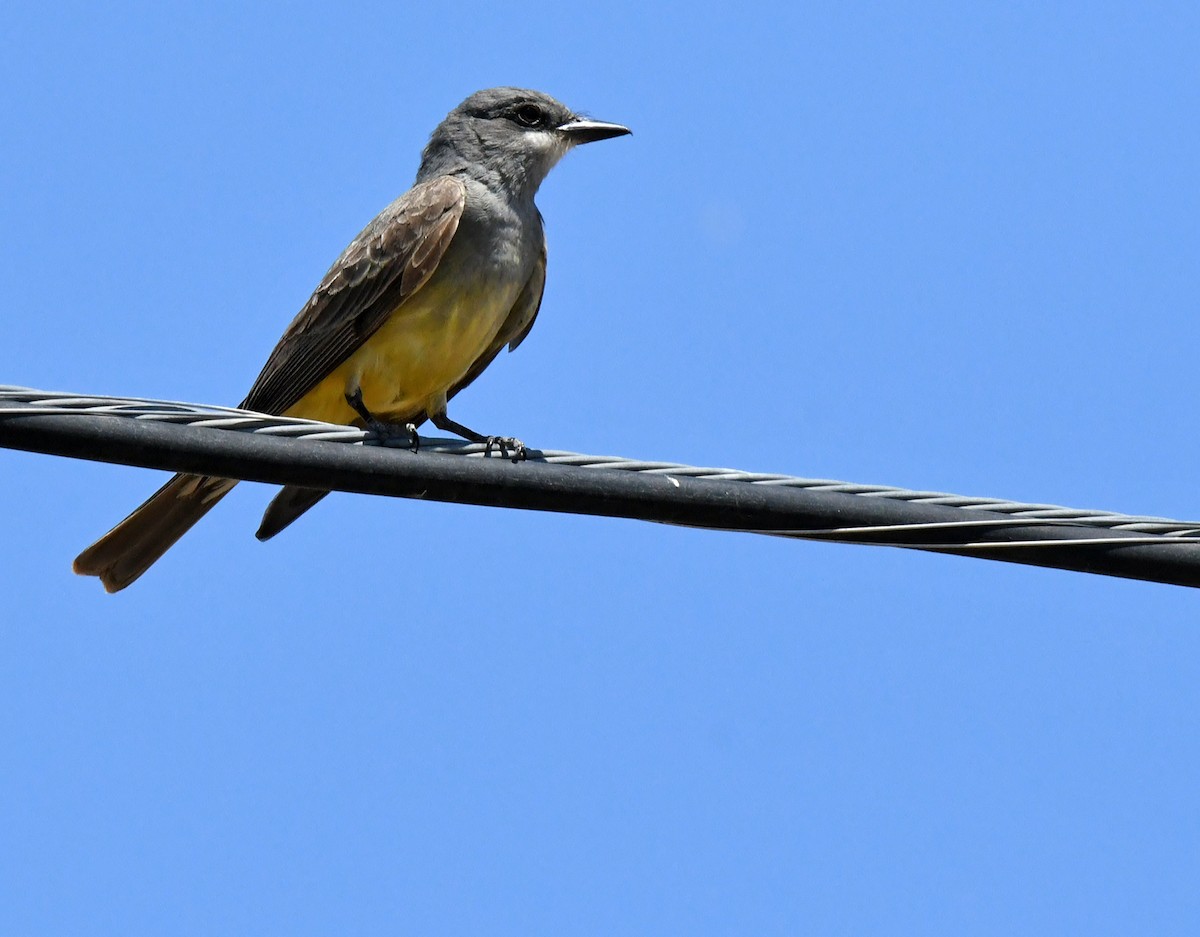 Cassin's Kingbird - ML638307221