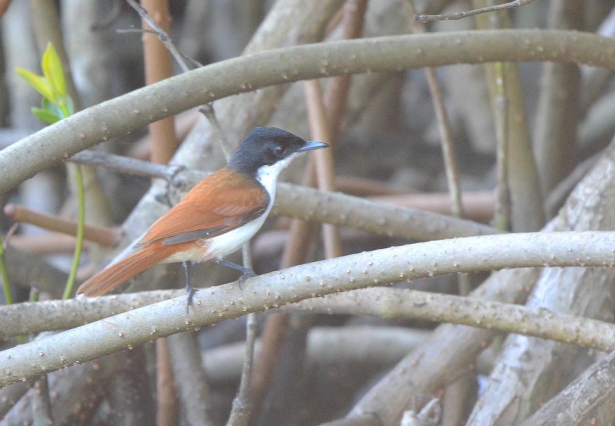 Shining Flycatcher - ML638307224
