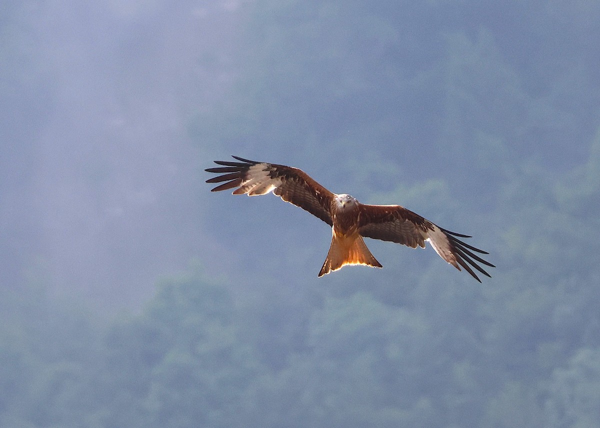 Red Kite - ML638307236