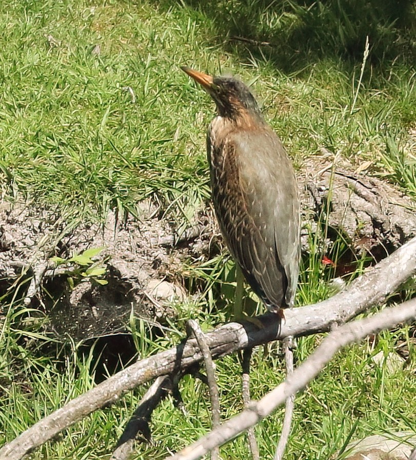 Green Heron - ML638307241