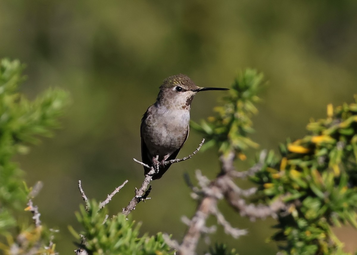Anna's Hummingbird - ML638307242