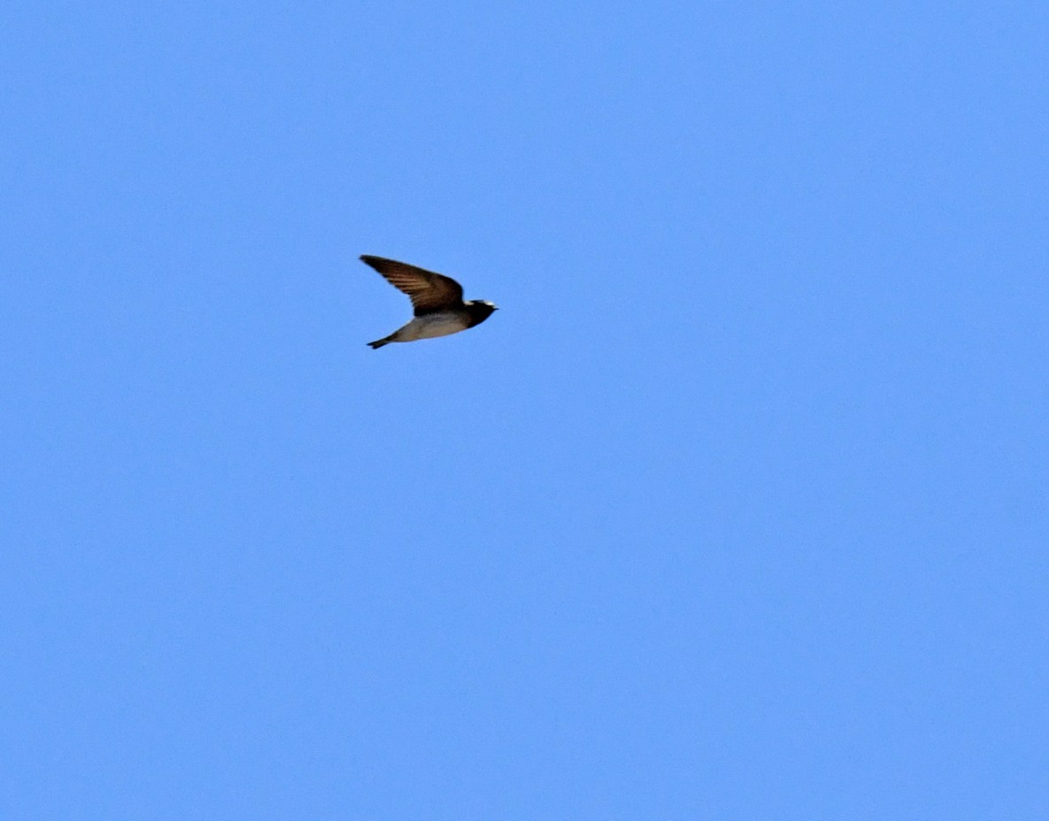 Cliff Swallow - ML638307252