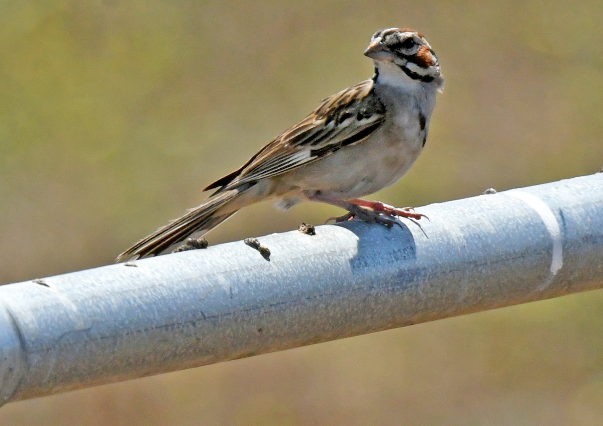 Lark Sparrow - ML638307260