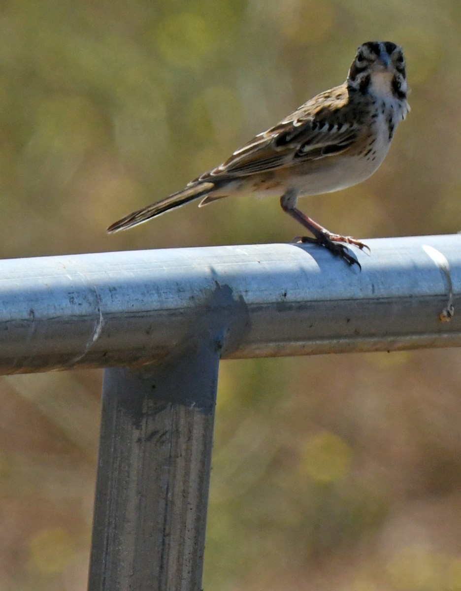 Lark Sparrow - ML638307261