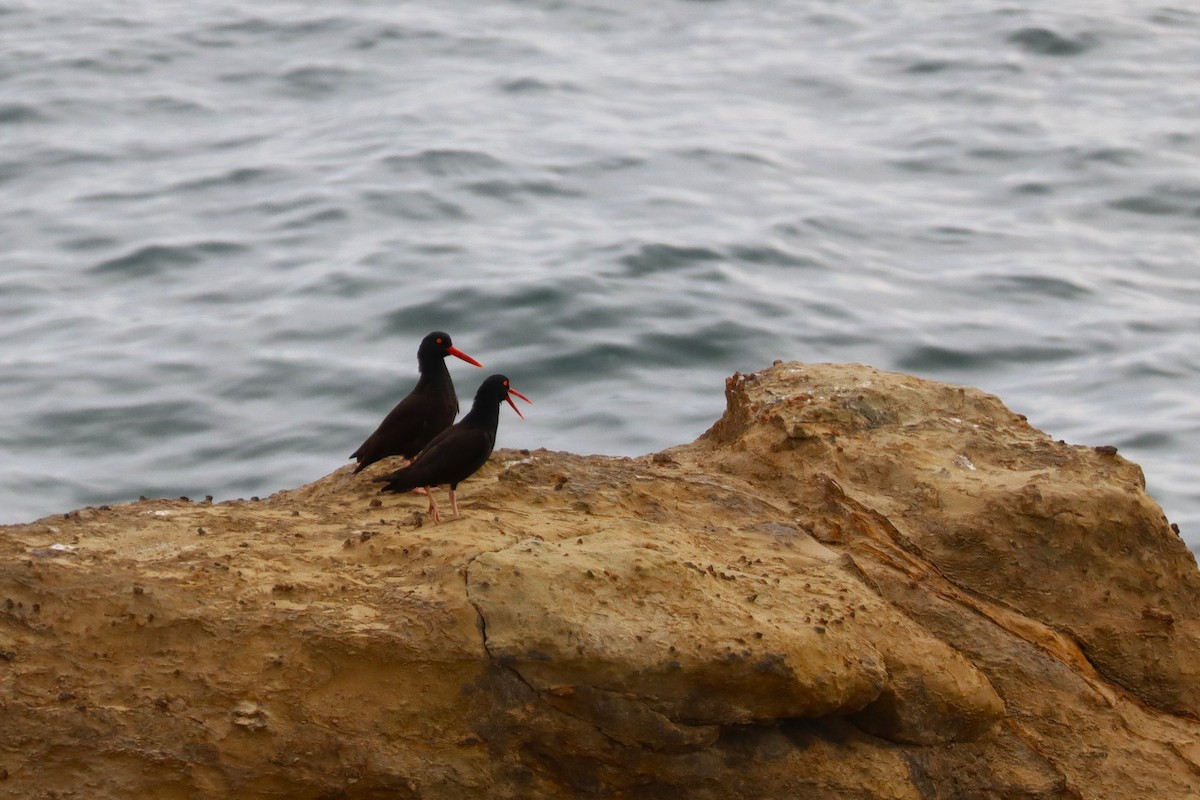 Black Oystercatcher - ML638307262