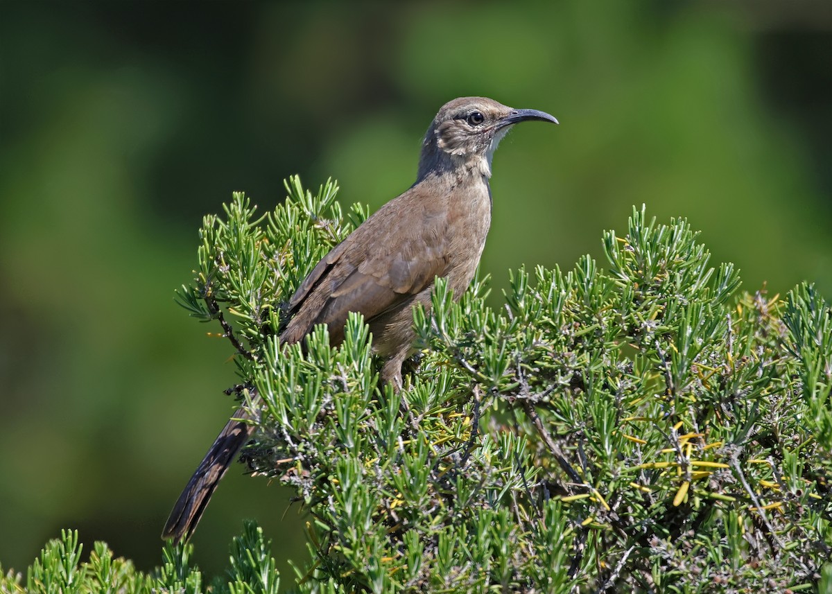 California Thrasher - ML638307263