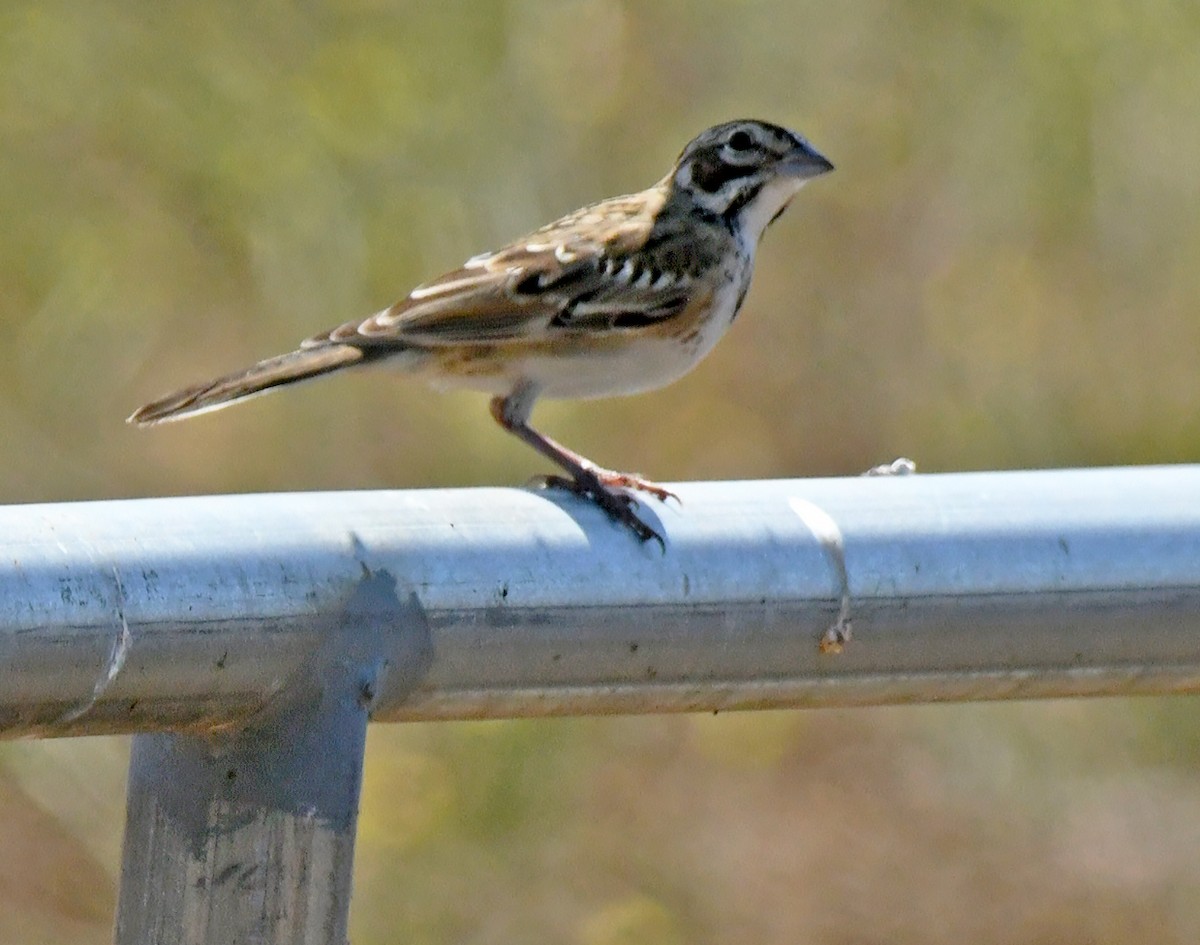 Lark Sparrow - ML638307265