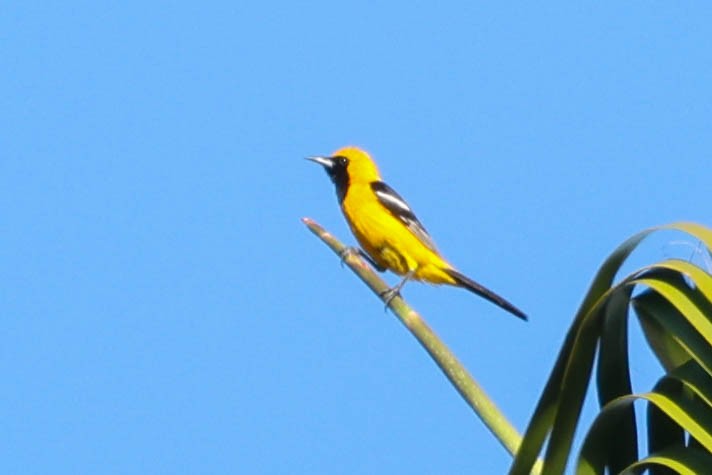 Hooded Oriole - ML638307266