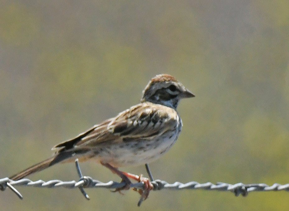 Lark Sparrow - ML638307267