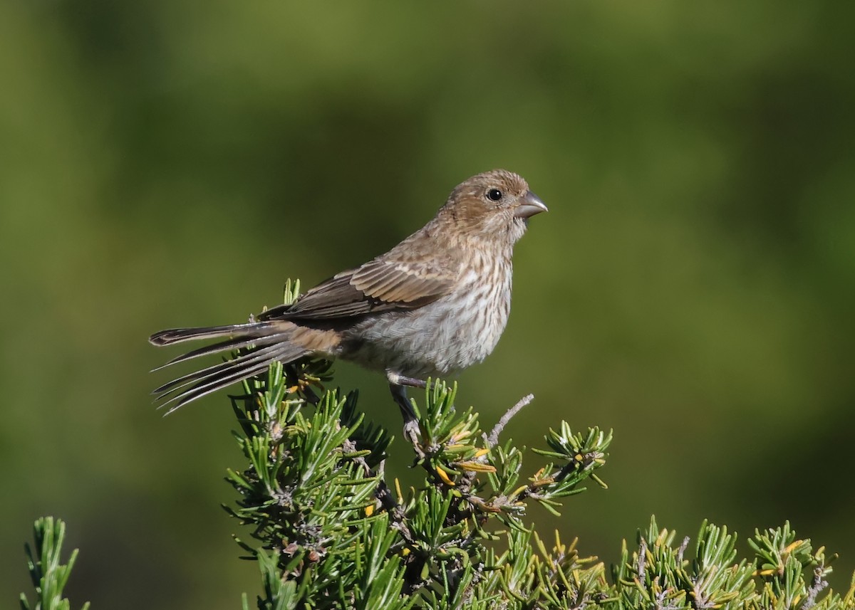House Finch - ML638307270