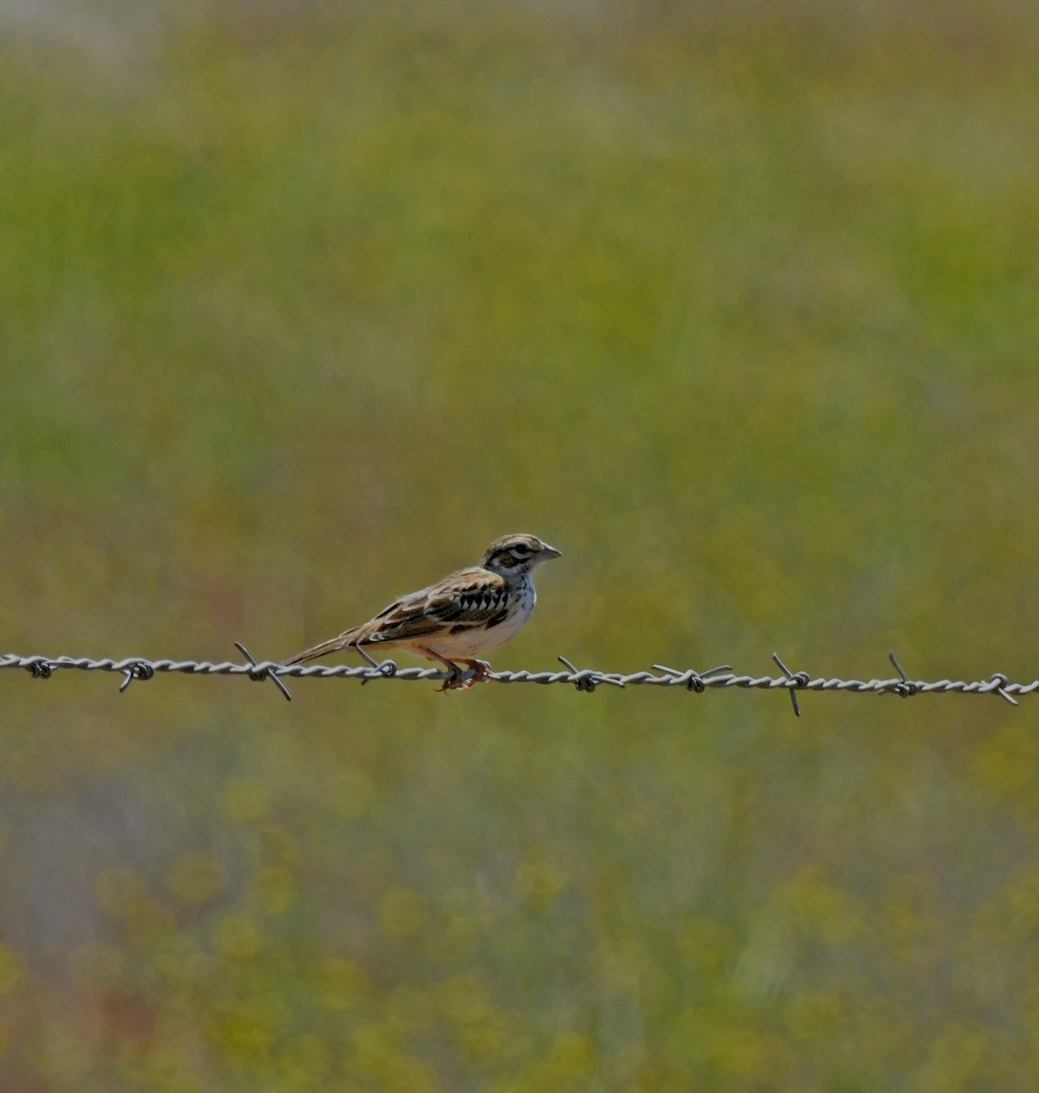 Lark Sparrow - ML638307275