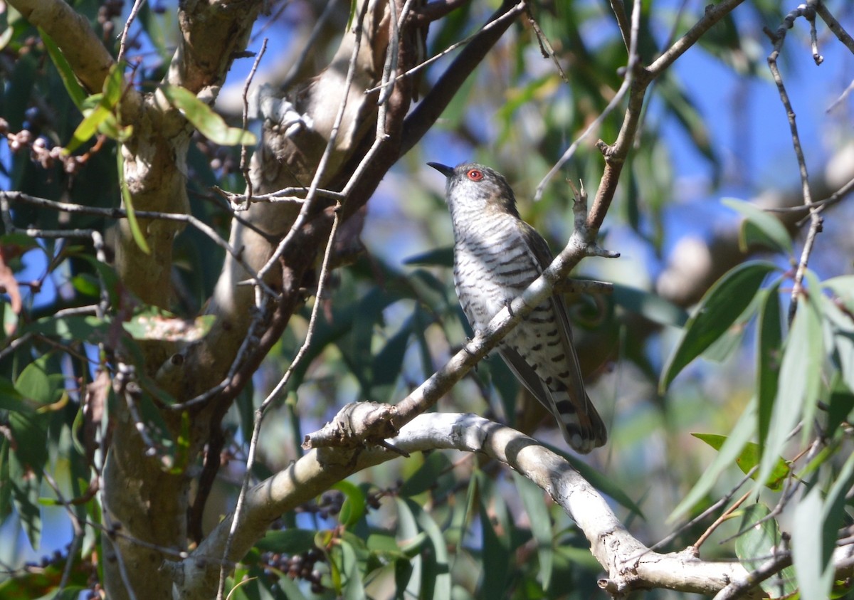Little Bronze-Cuckoo - ML638307280