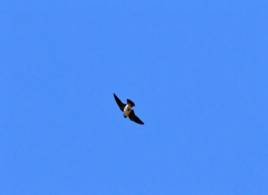Cliff Swallow - ML638307281