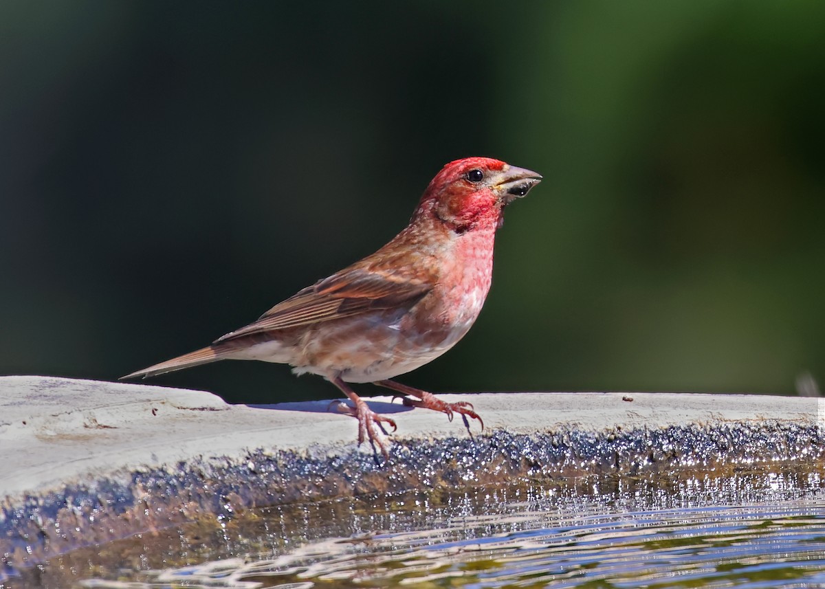 Purple Finch (Western) - ML638307283