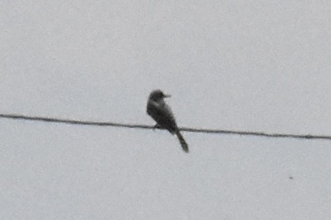 Tropical Kingbird - ML638307285