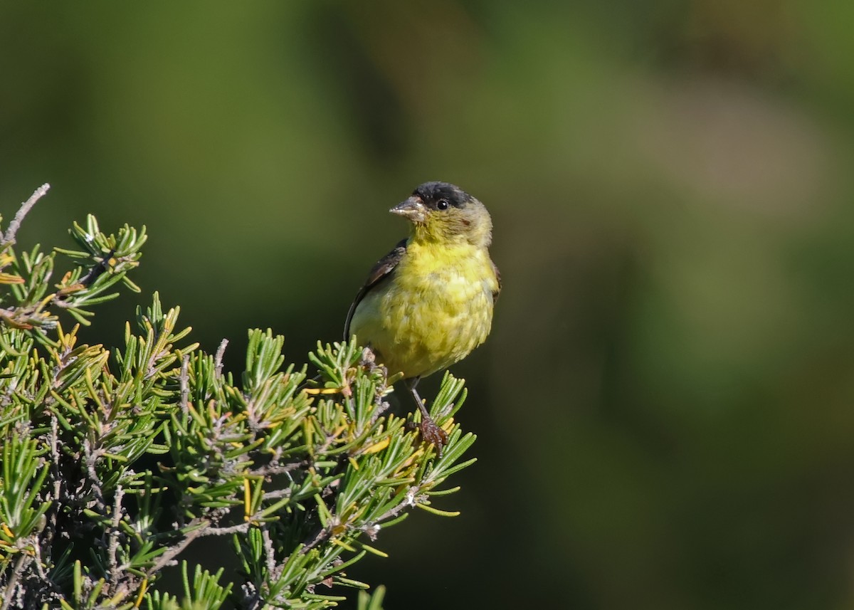 Lesser Goldfinch - ML638307287