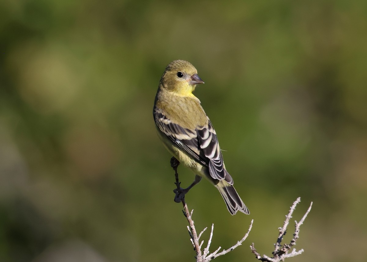 American Goldfinch - ML638307297
