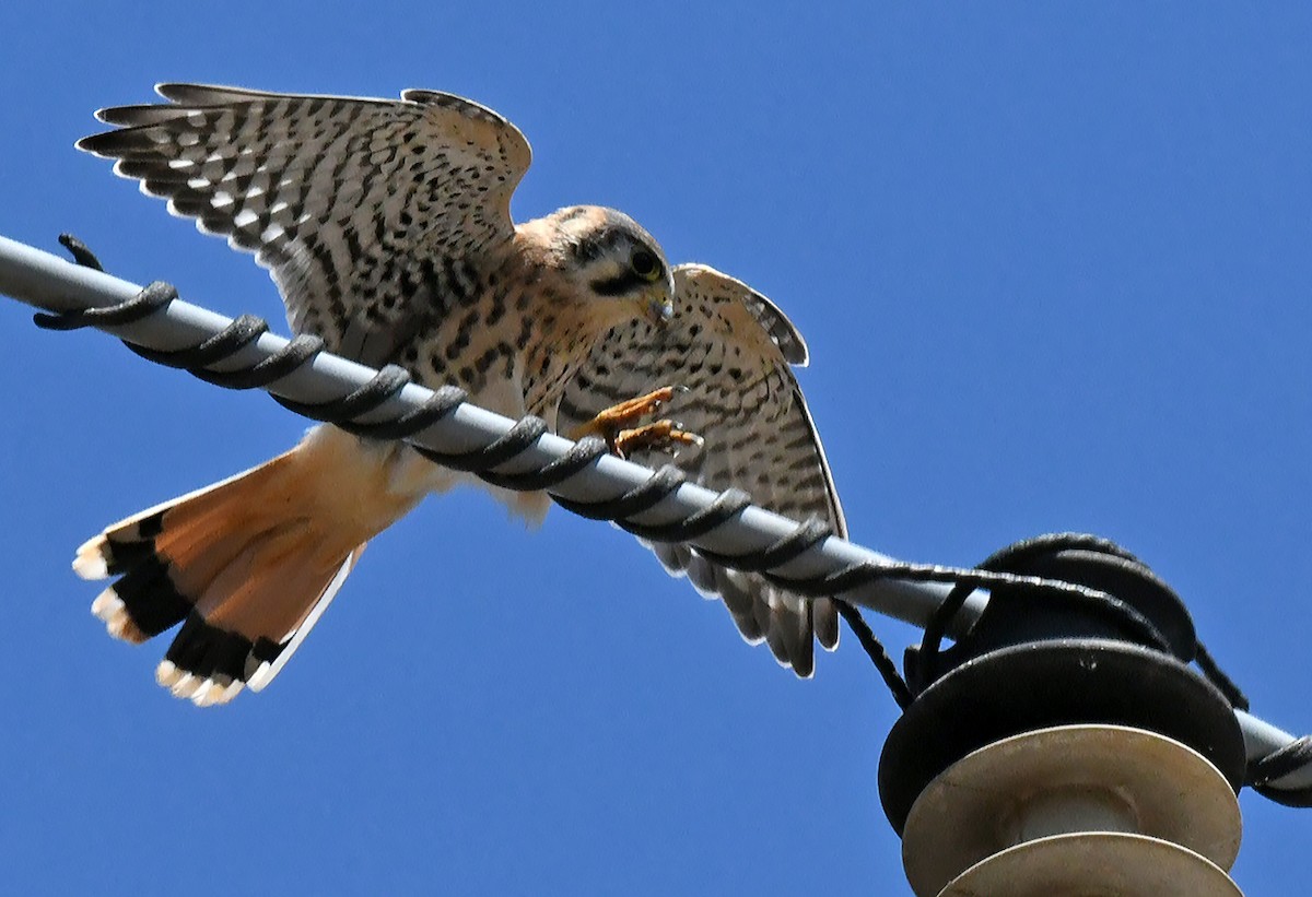 American Kestrel - ML638307298