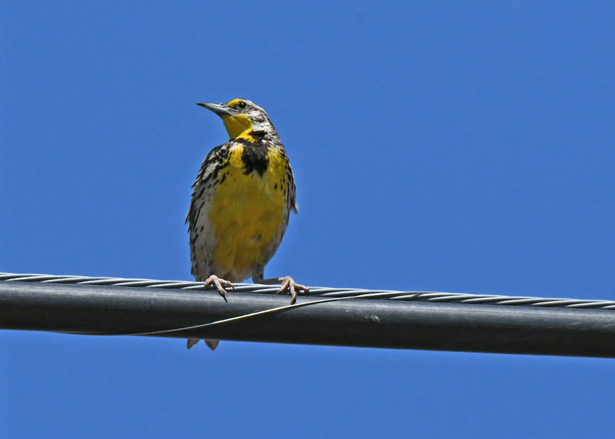 Western Meadowlark - ML638307299