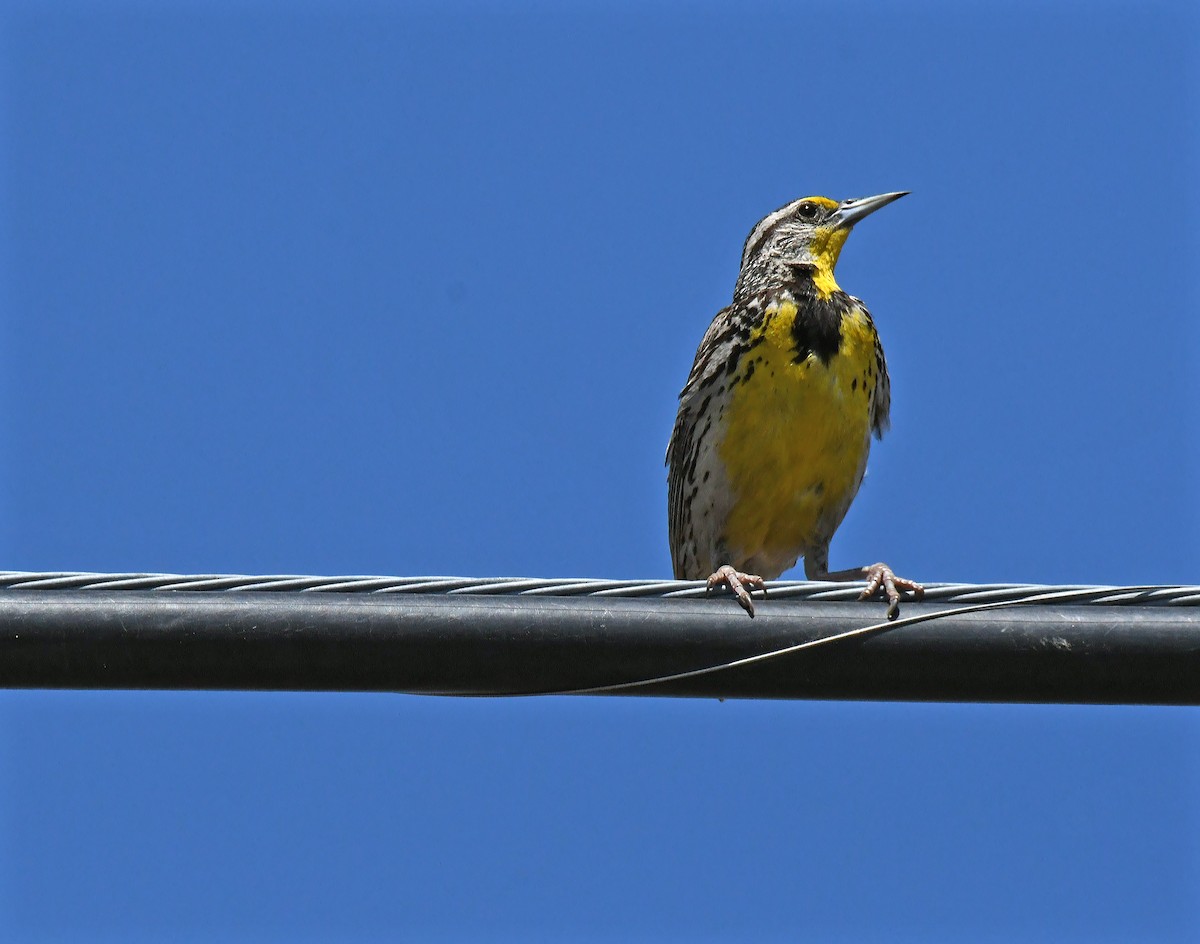 Western Meadowlark - ML638307305