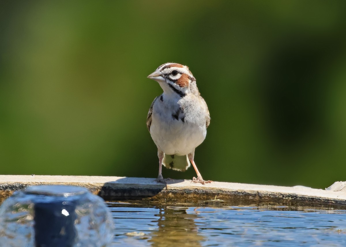 Lark Sparrow - ML638307306