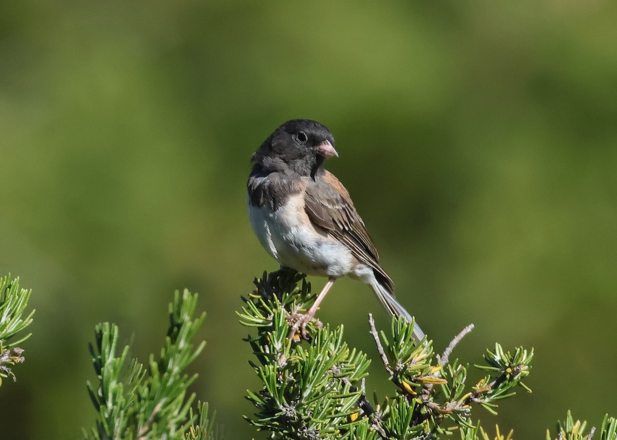 Dark-eyed Junco (Oregon) - ML638307310