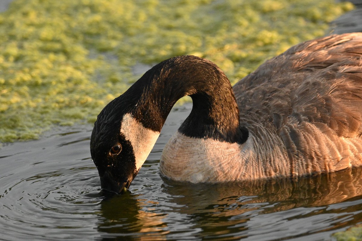 Canada Goose - ML638307318