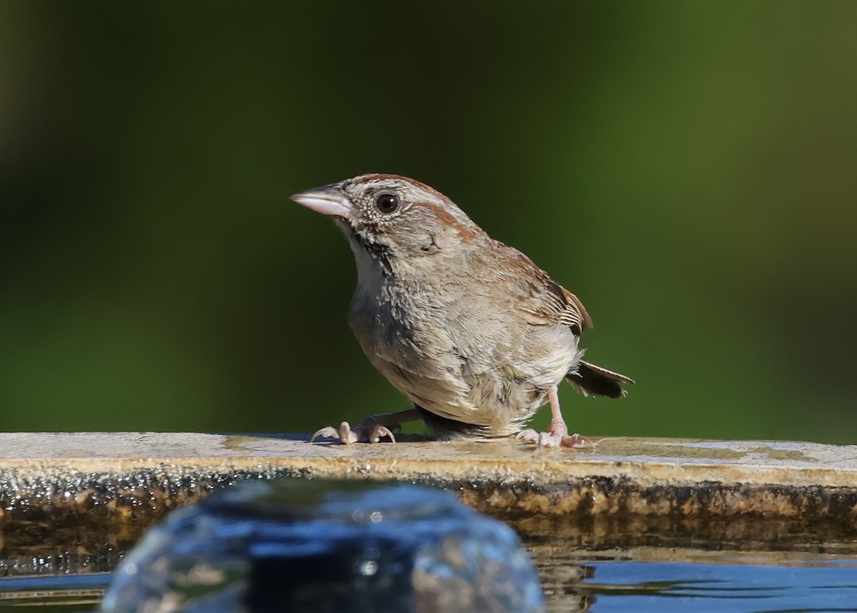 Rufous-crowned Sparrow - ML638307320