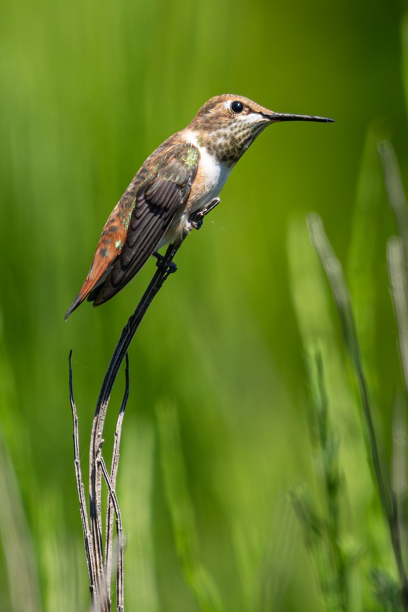 Rufous Hummingbird - ML638307349