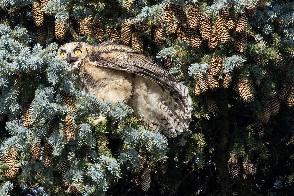 Great Horned Owl - ML638307358