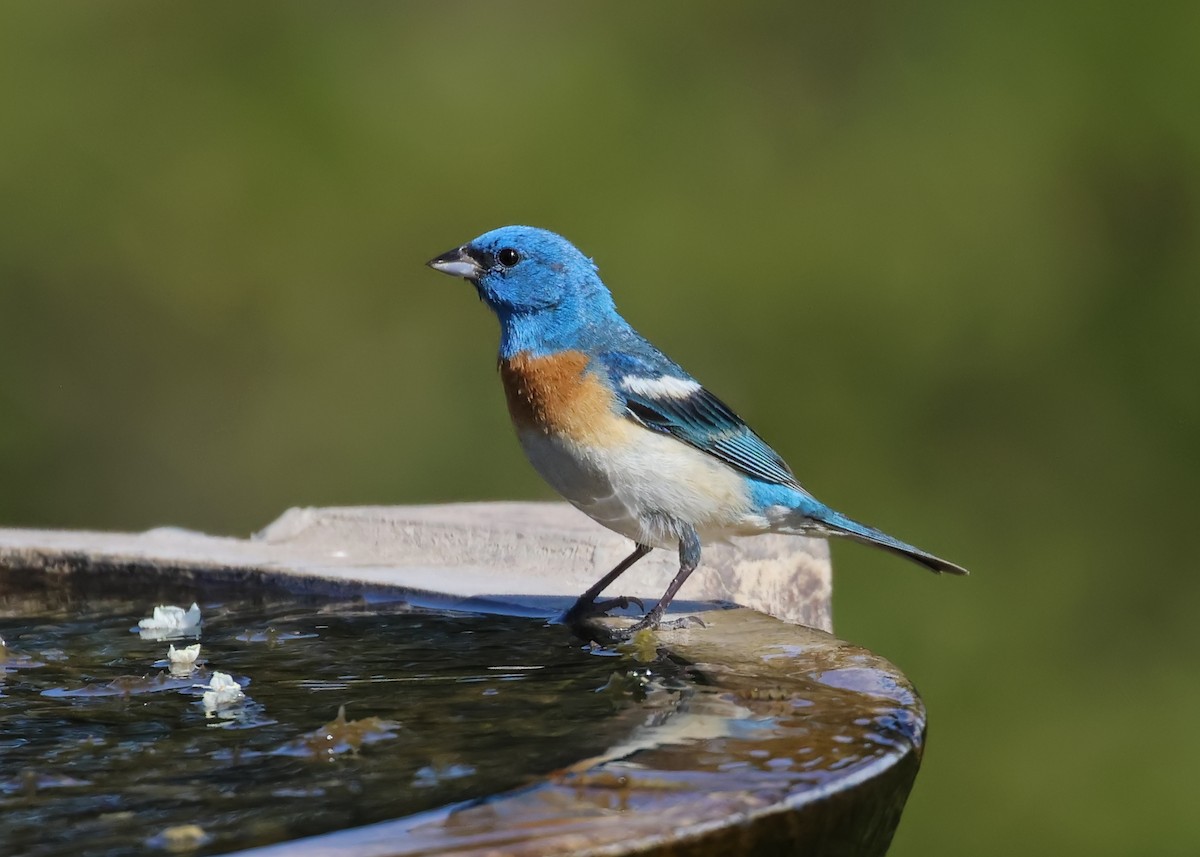 Lazuli Bunting - ML638307365