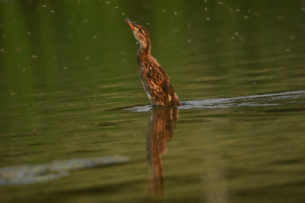 Mallard - ML638307367