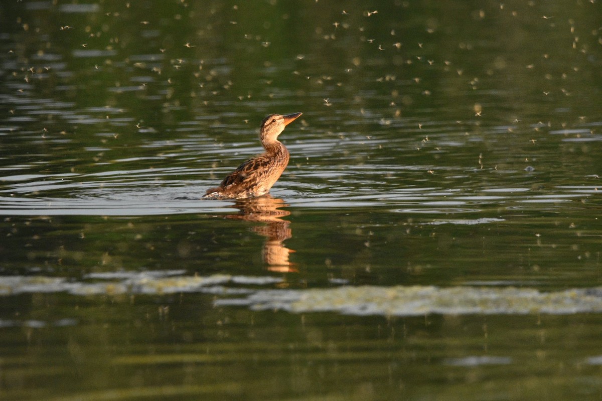 Mallard - ML638307368