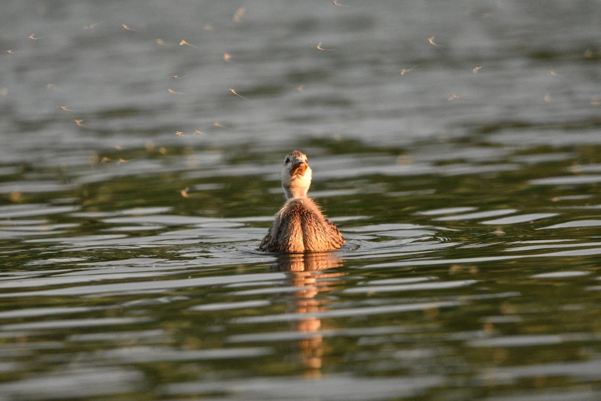 Mallard - ML638307369