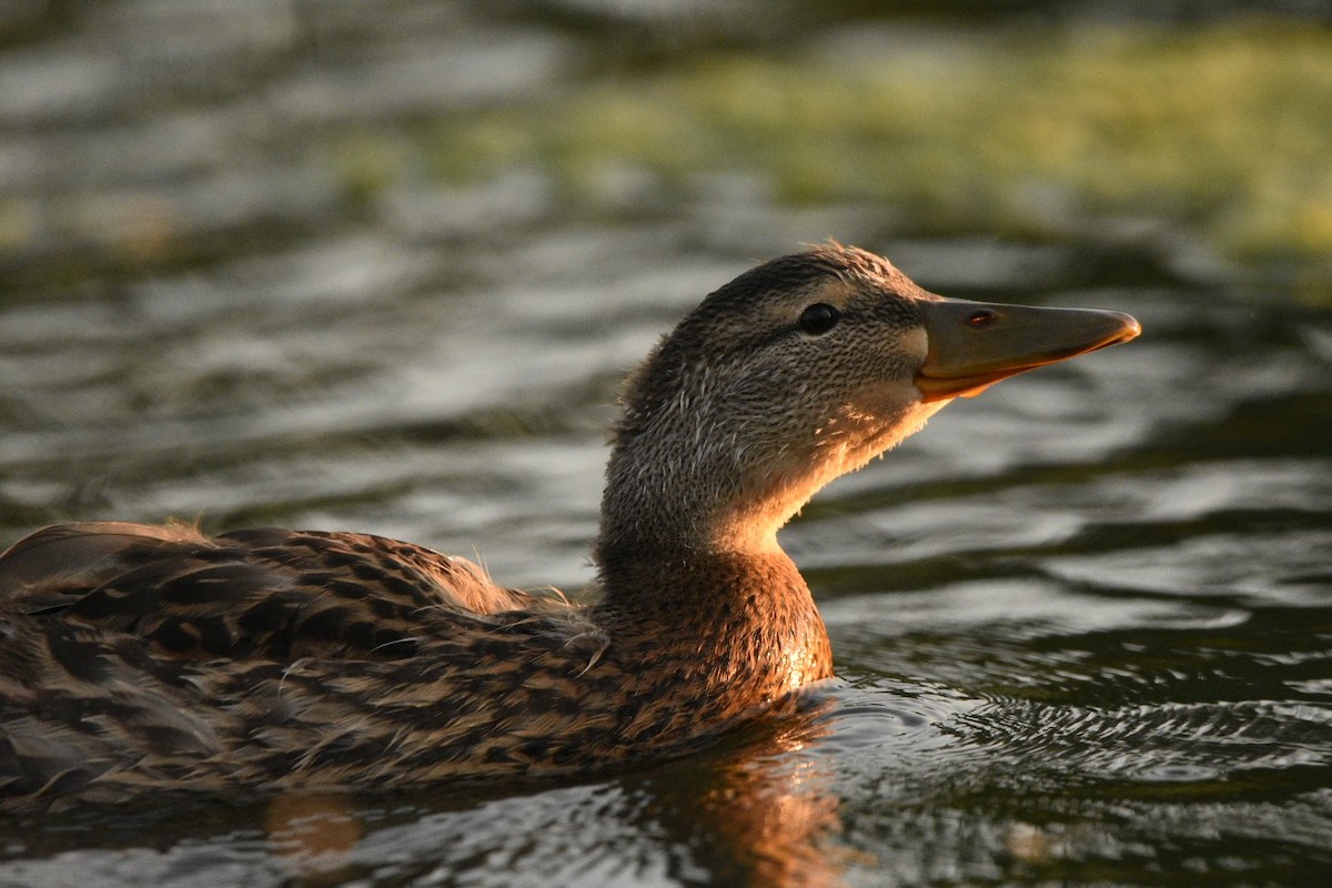 Mallard - ML638307371