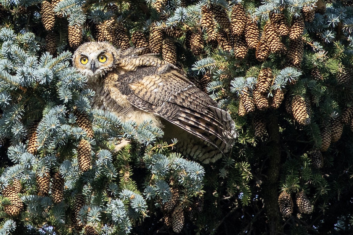 Great Horned Owl - ML638307372