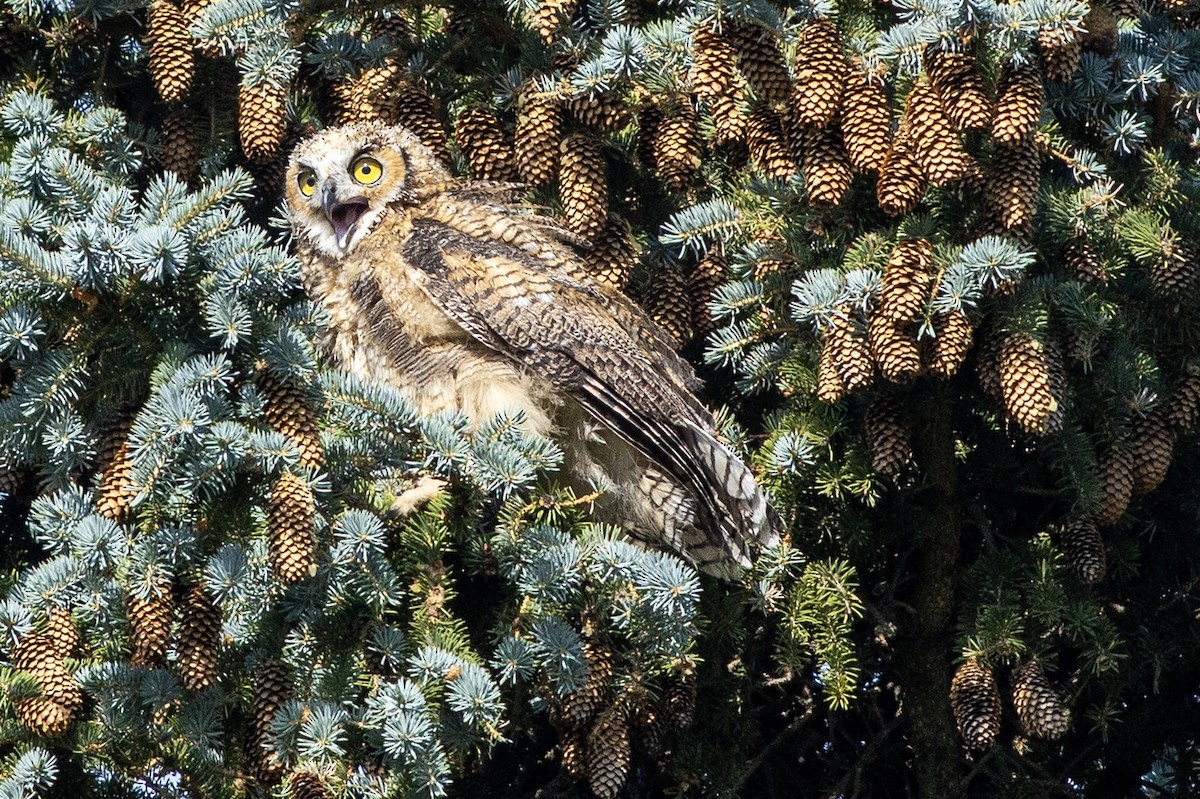 Great Horned Owl - ML638307377