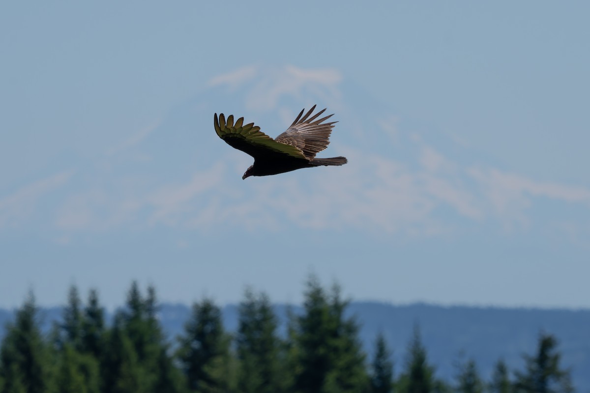Turkey Vulture - ML638307379