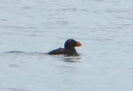 Tufted Puffin - ML638307380