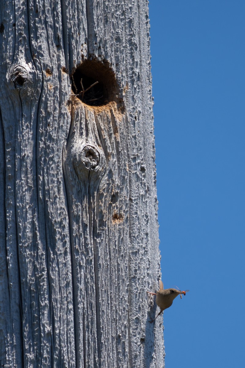 Northern House Wren - ML638307392