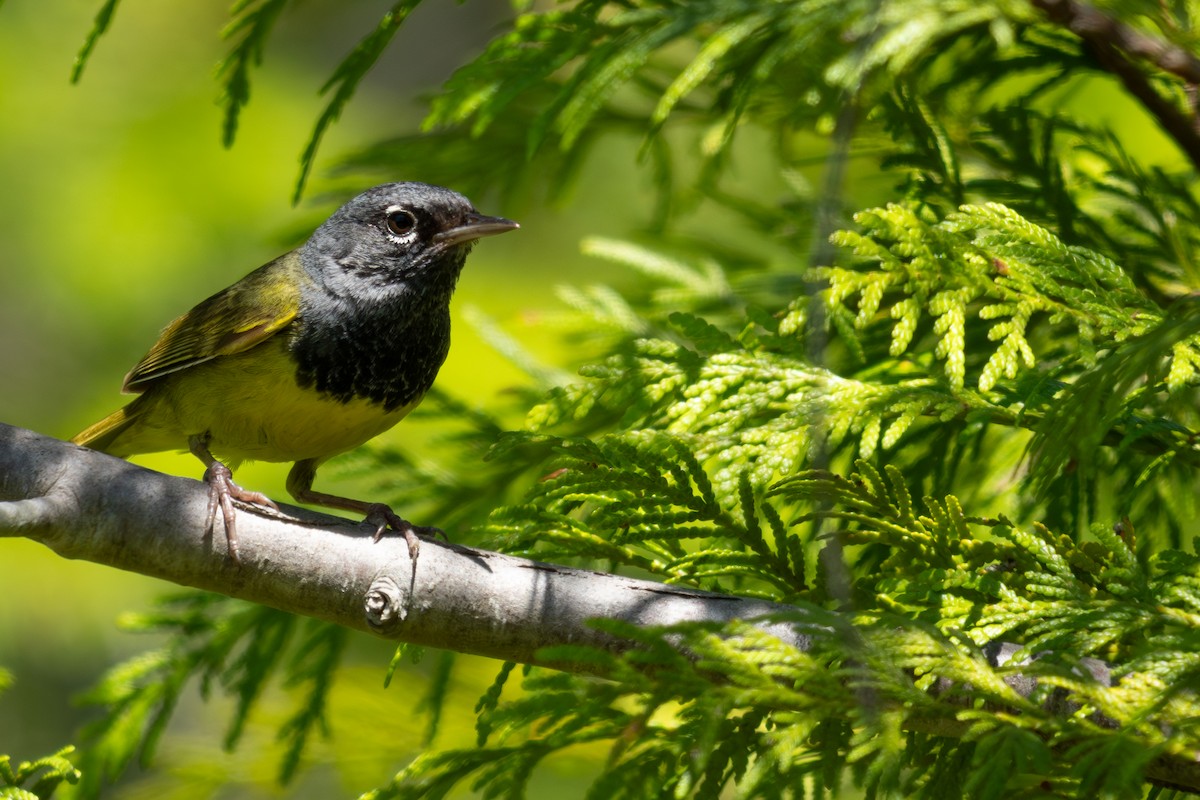 MacGillivray's Warbler - ML638307405