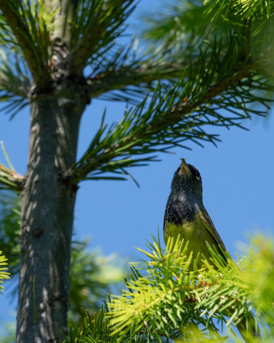 MacGillivray's Warbler - ML638307406