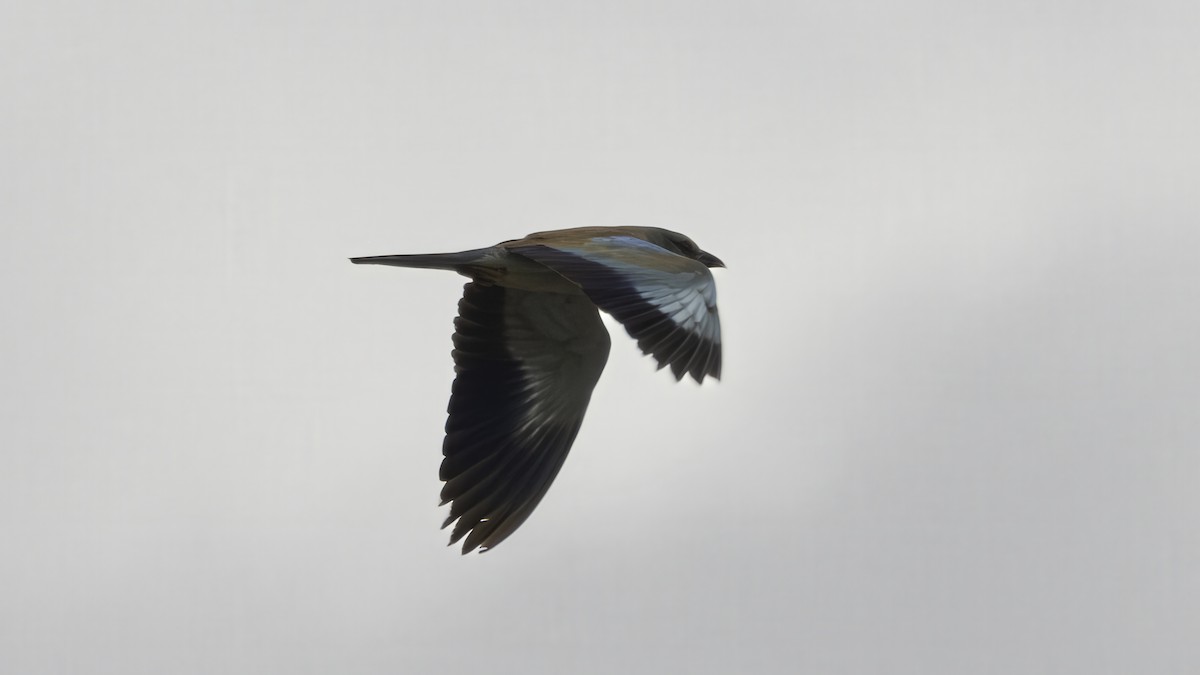 European Roller - ML638307409