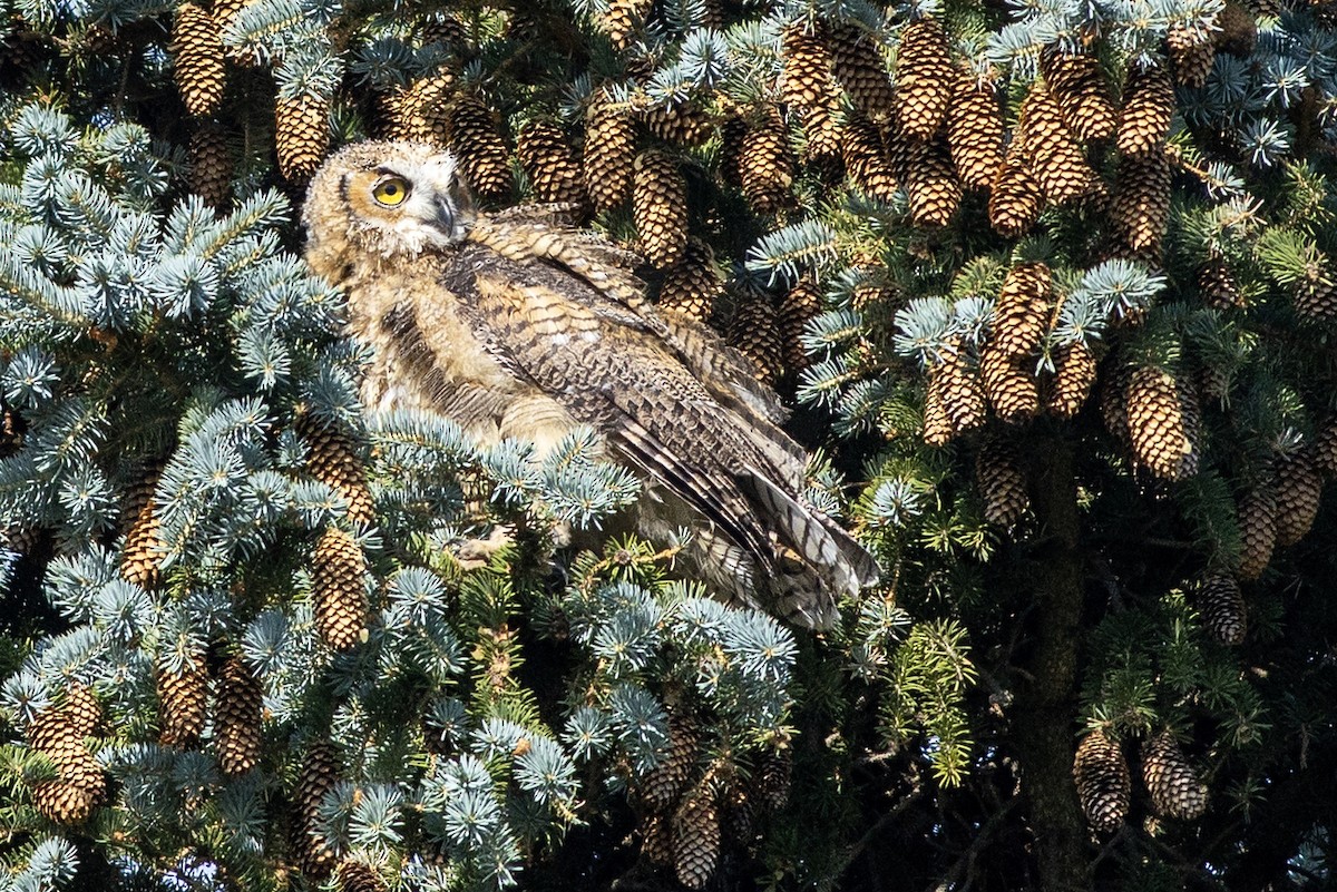 Great Horned Owl - ML638307410